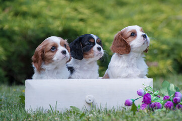 Puppies cavalier king Charles Spaniel in a beautiful