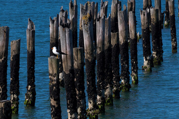 Old Pier in Bridport, Tasmania