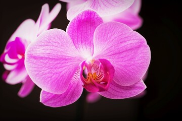 Pink phalaenopsis orchid flowers on a black background