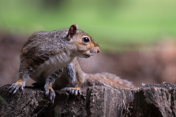 Naklejka na ściany i meble Free gray squirrel in a city park
