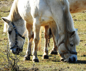 przedwiosnie 2020 konie na pastwisku w miejscowosci jurowce na podlasiu w polsce © Jacek Sakowicz