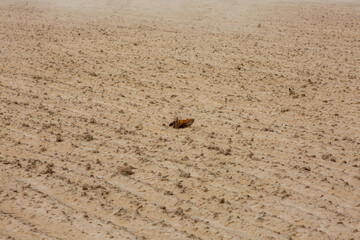 Fragment of dried field after several weeks without rains