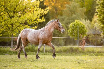 Obraz na płótnie Canvas Beautiful stunning welsh mountain pony young helathy stallion running and posing on pasture on golden hour. Amazing colorful scenery with great animal.