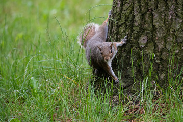 Gray squirrel at the foot of a tree