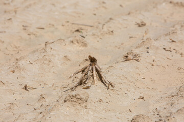 remains of died plant on dry field