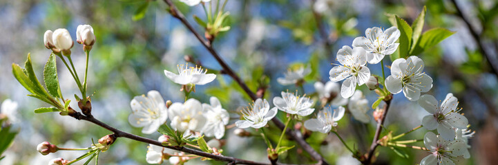 Beautiful cherry blossom in the spring garden.