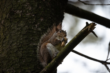 Naklejka na ściany i meble Gray squirrel eats a peanut perched on a tree branch
