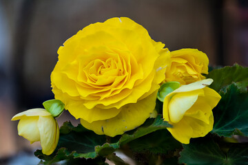 vibrant tuberous begonia against soft focus dark background.  