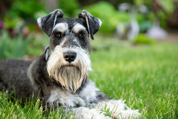 salt and pepper miniature schnauzer laying on green grass looking directly at viewer.  - obrazy, fototapety, plakaty