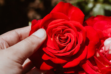 Fototapety na wymiar - Fototapeta24.pl