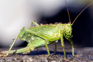 A green grasshopper with dew drops on the body stands on a stone slab. close-up