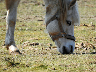 przedwiosnie 2020 konie na pastwisku w miejscowosci jurowce na podlasiu w polsce © Jacek Sakowicz