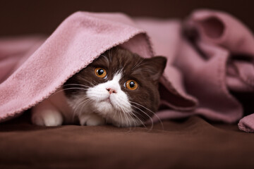 Britisch Kurzhaar Katze Kitten vom Züchter - sehr edel und typvoll in chocolate-white