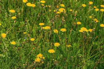 A weed dandelion on the home lawn. A landscaping. Selective focus.