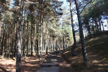 trees in the forest