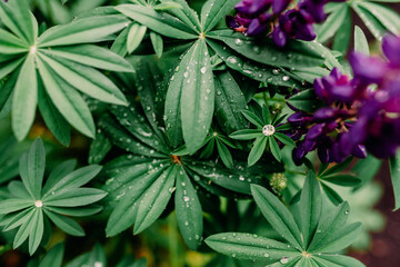 Close-up beautiful purple lupine flower and green leaves with water drops, top view