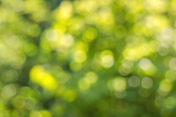 Fototapeta premium Green foliage and sun glare. Blurred background with bokeh pattern