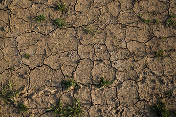 Cracked, dried land with sprouted grass. Texture, background