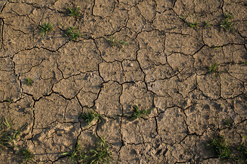 Cracked, dried land with sprouted grass. Texture, background