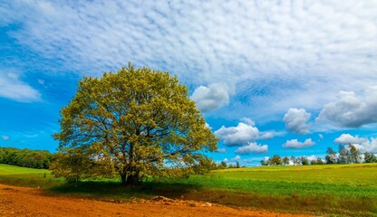 Drzewo pejzaż widok chmur nieba pola