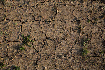 Cracked, dried land with sprouted grass. Texture, background