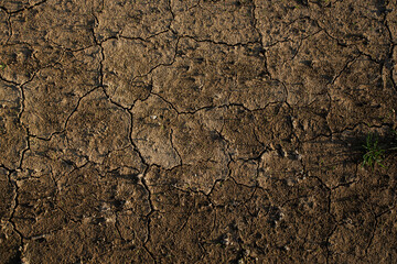Cracked, dried land with sprouted grass. Texture, background
