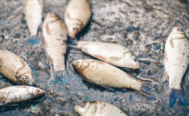 Fish background. Fish. Fishing. 