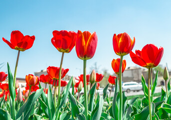 Tulips, red and yellow, against the Sunny sky.