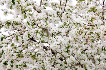 White apple tree in the garden on a white background, many flowers