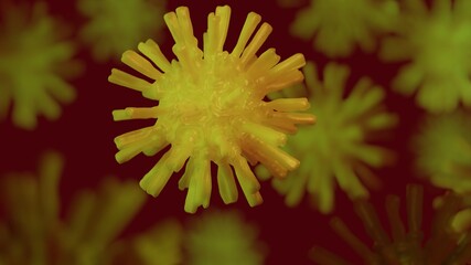 Coronavirus sars-cov-2 with long spikes on a dark background, multiple cells, 3D render illustration