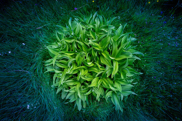 Obraz premium une grosse plante verte et ronde entourée d'herbe et de petites fleurs