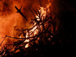Bonfire with fir trees