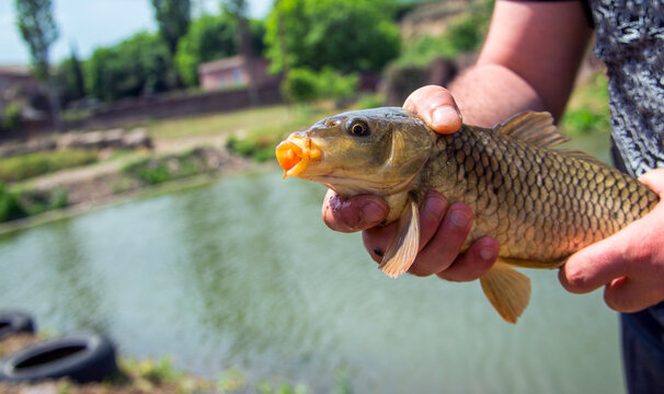  fish in the hands of a fisherman on the background of the lake.