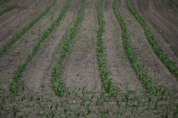Fototapeta na wymiar early corn crop planted