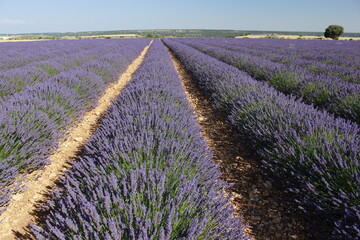 Plakat Beautiful Lavender field in Brihuega (Guadalajara)