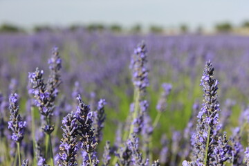 Obraz premium Beautiful Lavender field in Brihuega (Guadalajara)
