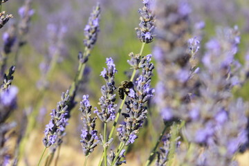Beautiful Lavender field in Brihuega (Guadalajara)