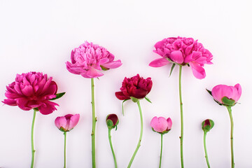 Border made of fresh pink and purple flowers of peony on a white background.