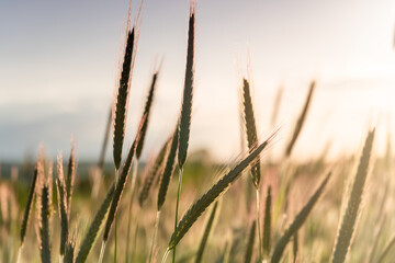 Fototapeta premium Ears of golden wheat close up. Rural scene under sunlight. Summer background of ripening ears of agriculture landscape. Natur harvest, natural product.