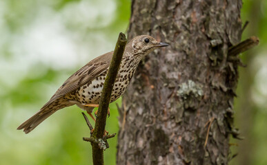 The spotted catbird is on the tree. Close up photo. Landscape view.