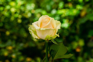 cream rose on a background of blur green leaves background
