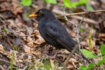 Obraz premium Close up photo of the starling. Black bird with orange eyes is in the forest. Landscape view.