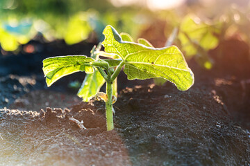 Young sprout in garden in the sunlight at sunset with flare