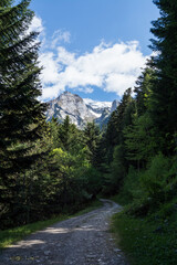 Obraz premium Mountain view with Trees