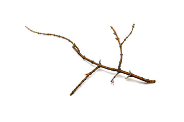 Dry branch on a white background in high resolution.