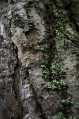 Tree Bark 