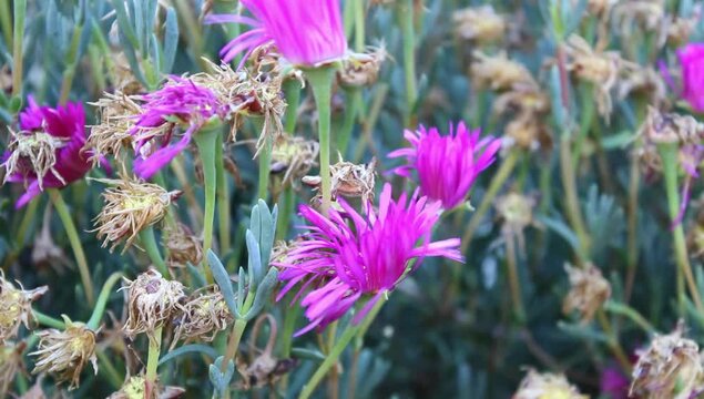 Una peque&ntilde;a flores moradas 