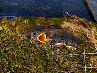 Chick of the wren in a nest in May
