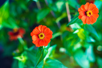 Cute little orange flowers popping in the garden