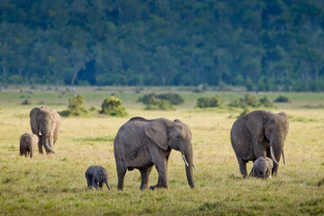 Fototapeta na wymiar Female Elephants with their small babies walking in Masai Mara Kenya